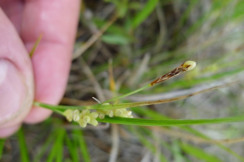 Golden Sedge photo 8
