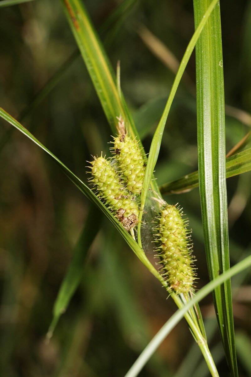 Goldenfruit Sedge photo 2
