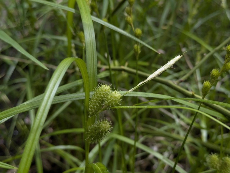 Goldenfruit Sedge photo 3