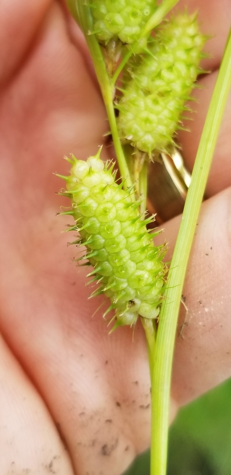 Goldenfruit Sedge photo 4