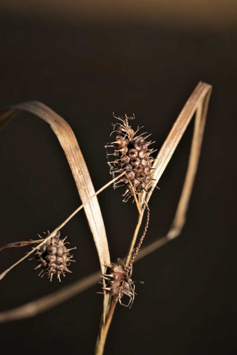Goldenfruit Sedge photo 5