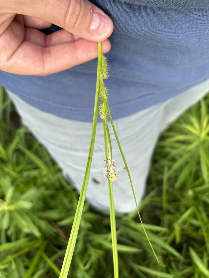 Goldenfruit Sedge photo 6