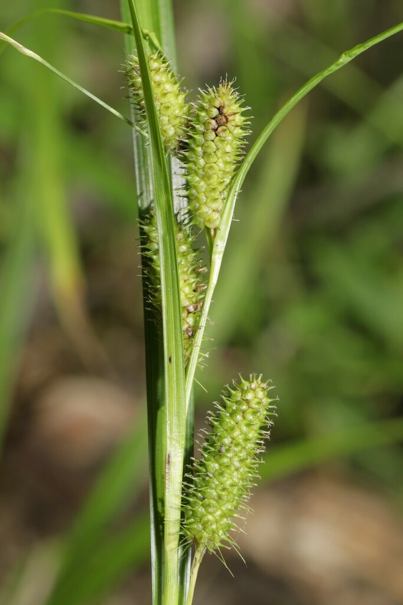 Goldenfruit Sedge photo 7