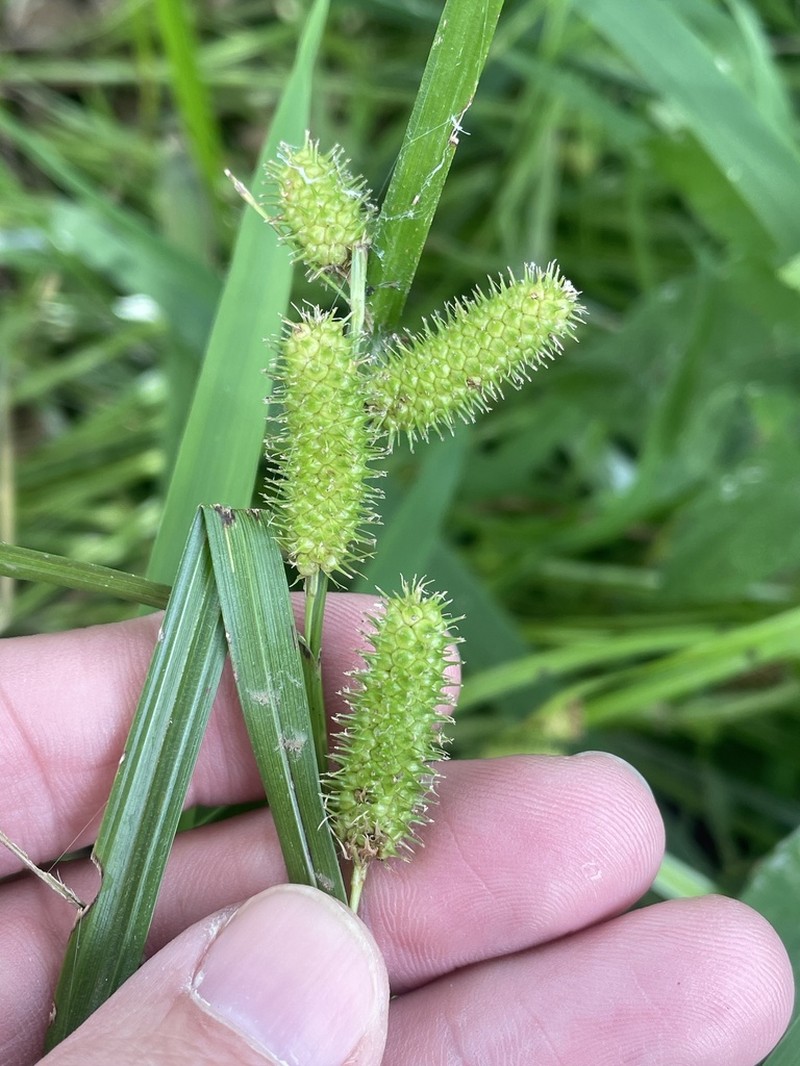 Goldenfruit Sedge photo 8