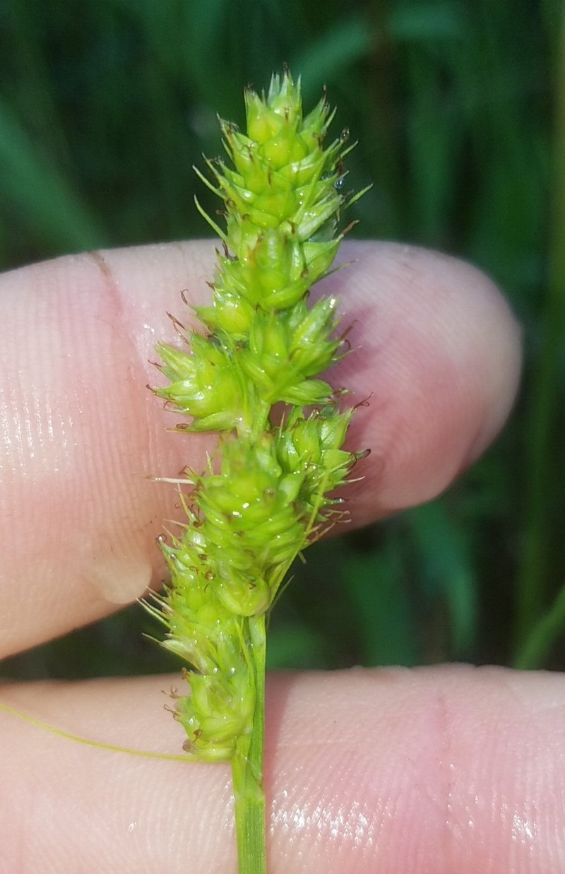 Southern Sedge