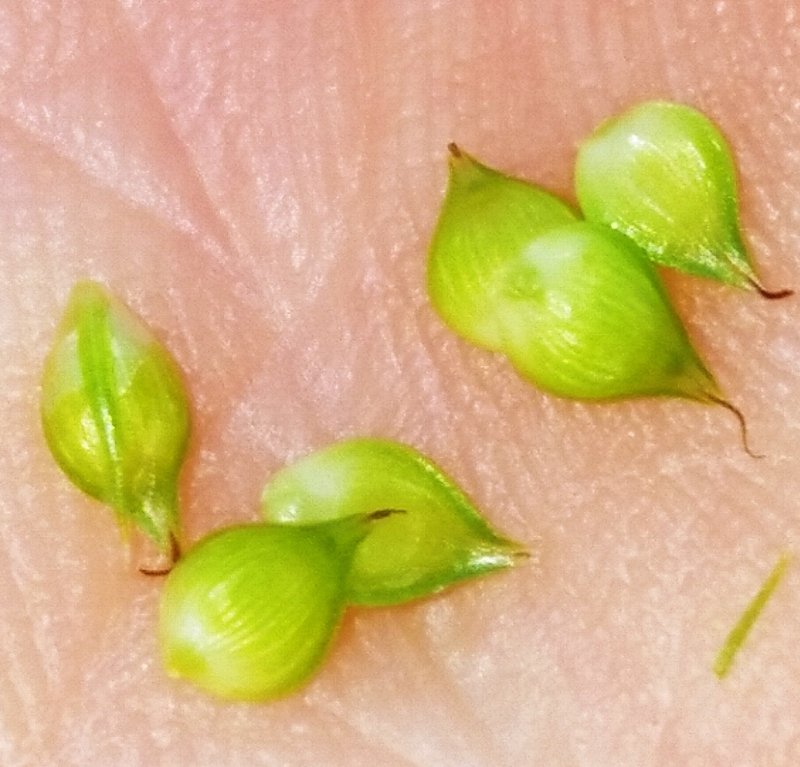 Southern Sedge photo 2