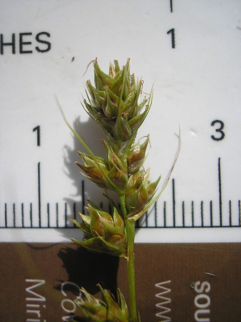 Southern Sedge photo 4