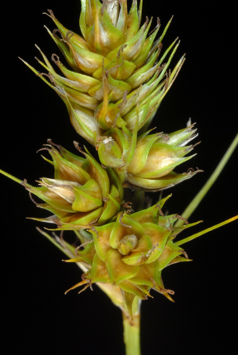 Southern Sedge photo 5