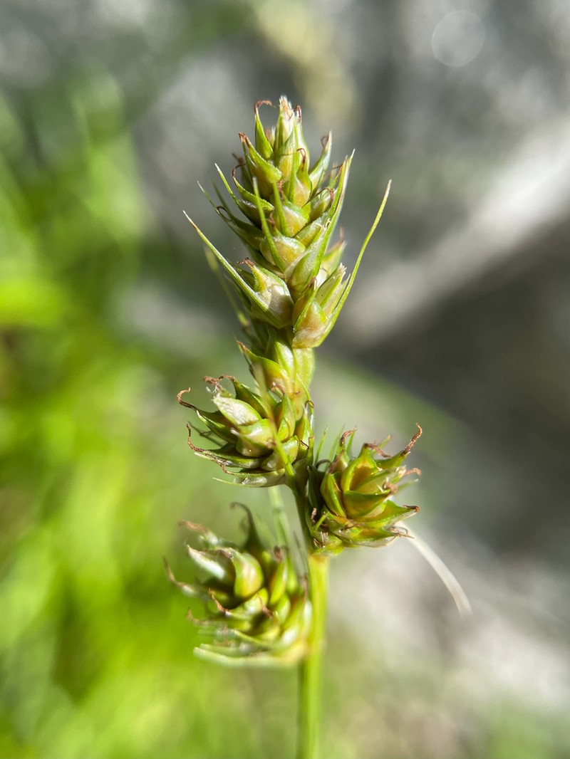 Southern Sedge photo 6