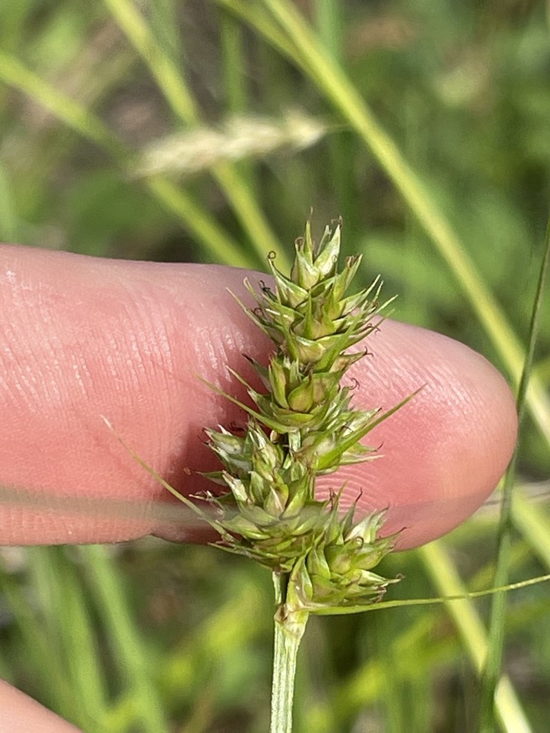 Southern Sedge photo 7