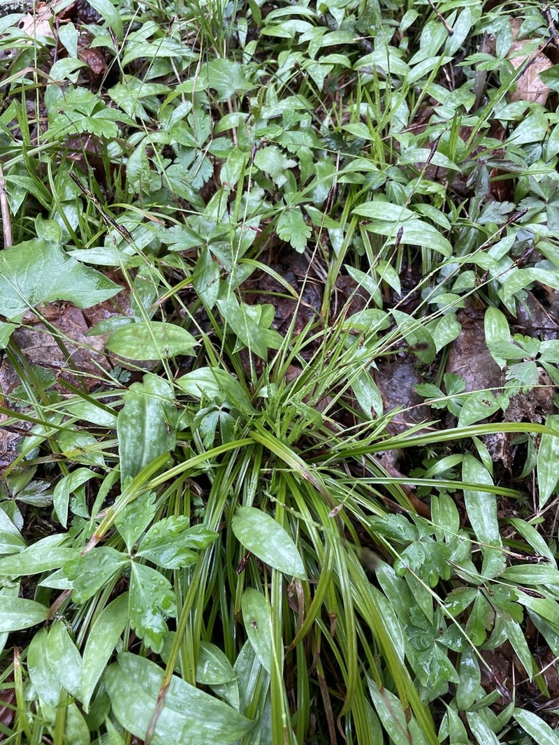 Tarheel Sedge photo 2