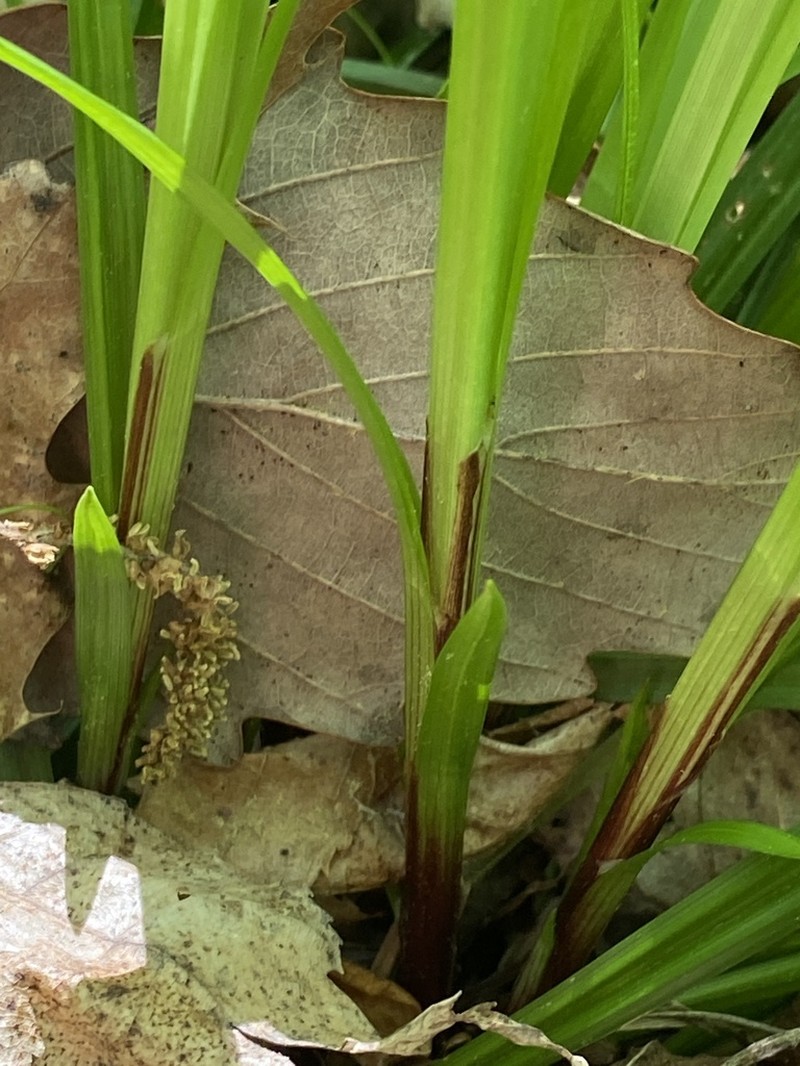 Tarheel Sedge photo 3