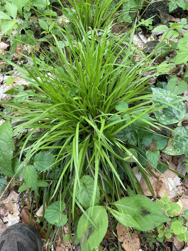 Tarheel Sedge photo 4