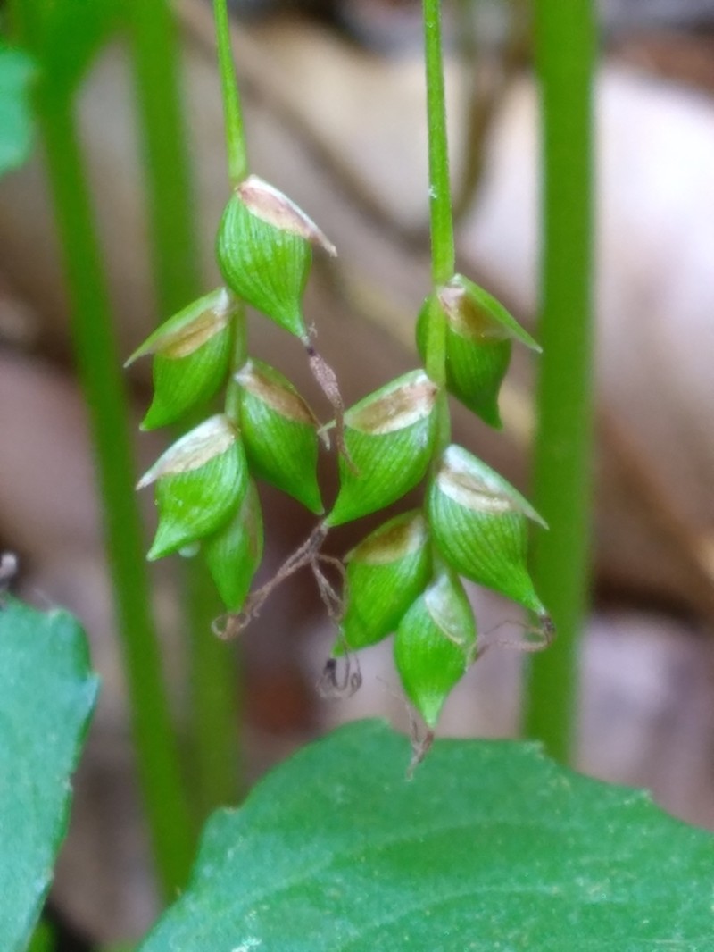 Tarheel Sedge photo 5