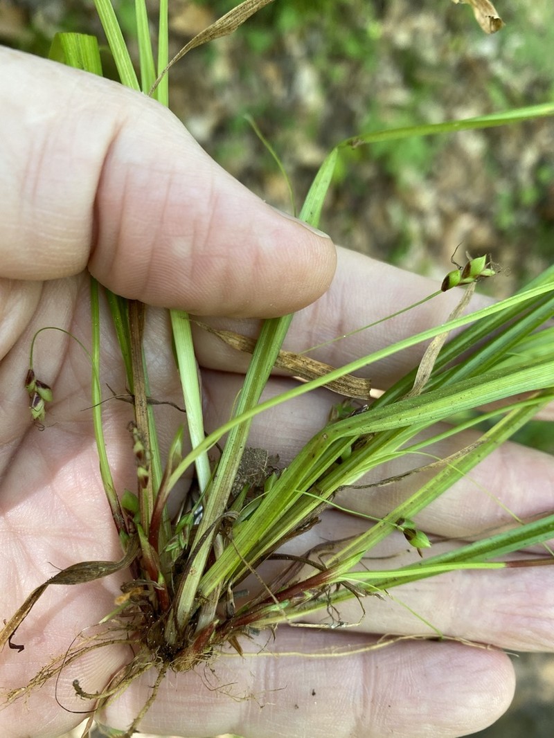 Tarheel Sedge photo 6
