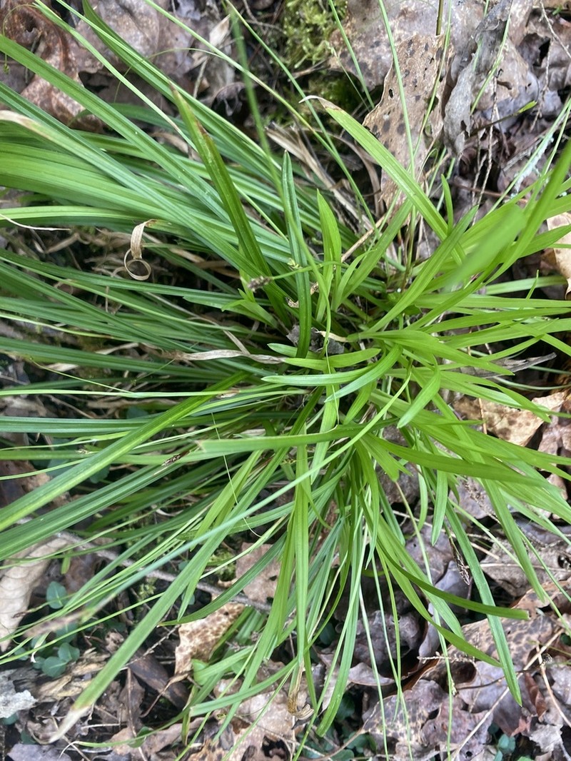 Tarheel Sedge photo 7