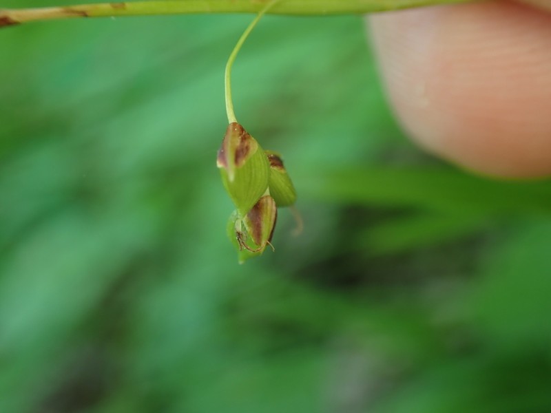 Tarheel Sedge photo 8
