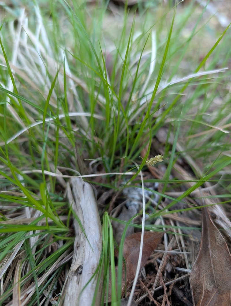 Canebrake Sedge