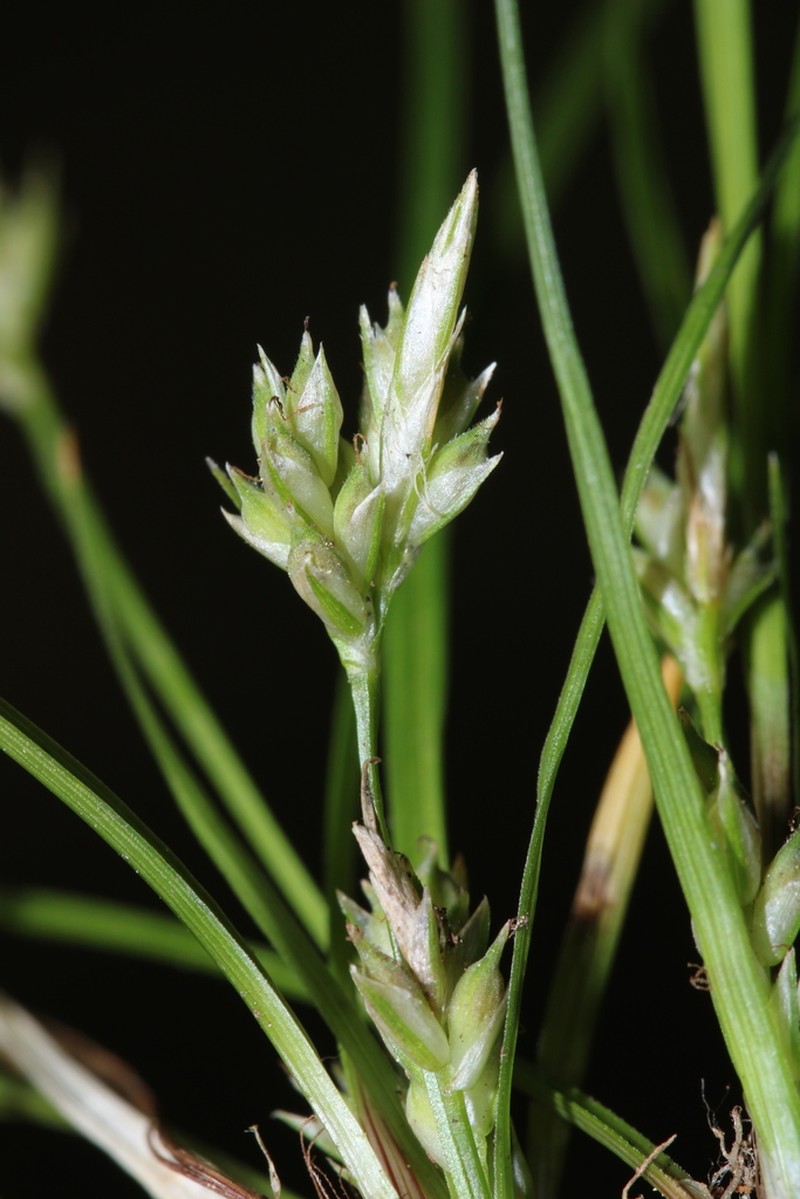Canebrake Sedge photo 2
