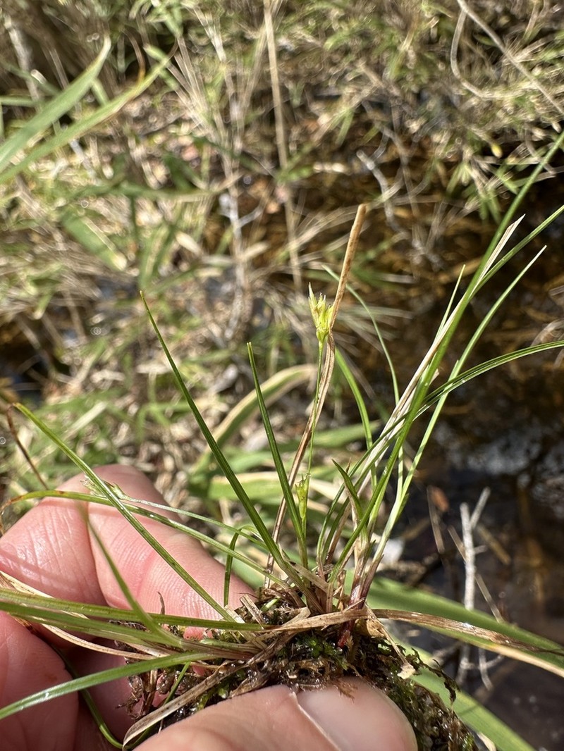 Canebrake Sedge photo 3