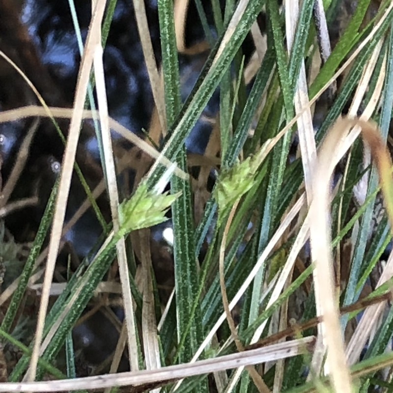 Canebrake Sedge photo 4