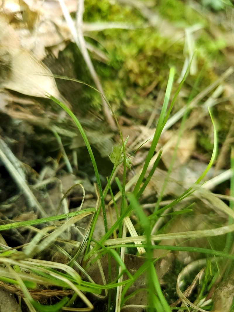 Canebrake Sedge photo 5