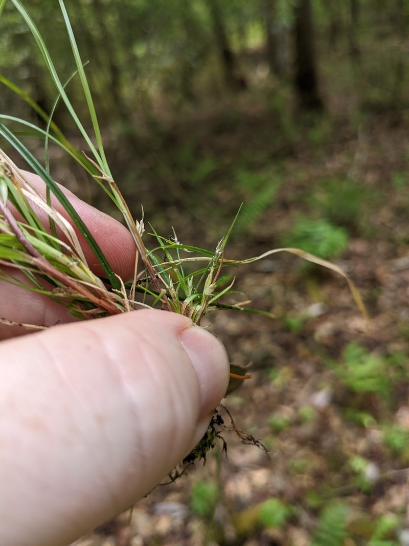 Canebrake Sedge photo 6