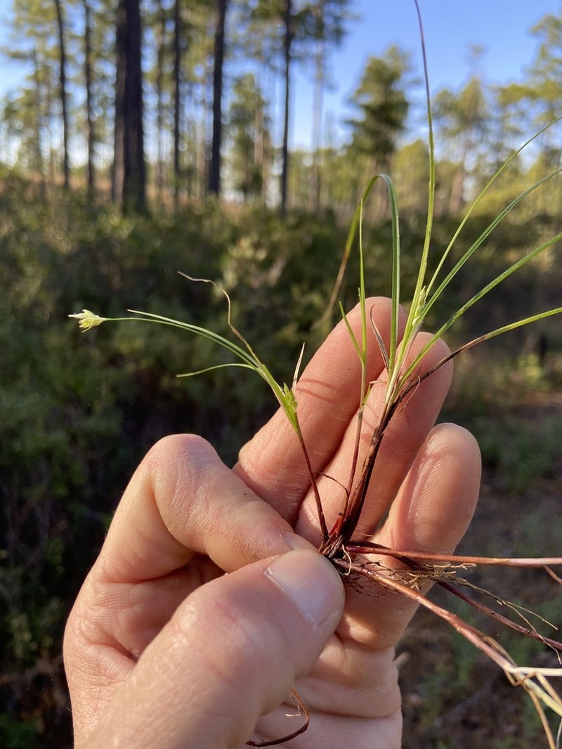 Canebrake Sedge photo 7