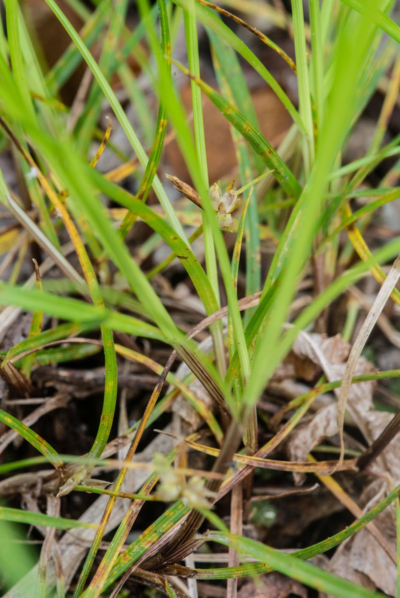 Canebrake Sedge photo 8