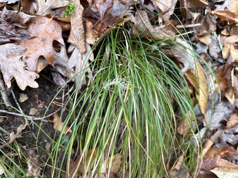 Carex austrolucorum
