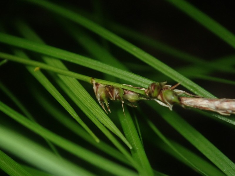 Carex austrolucorum photo 2