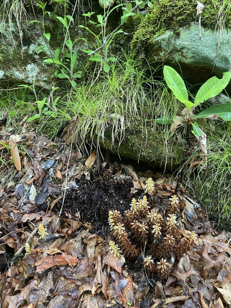 Carex austrolucorum photo 3