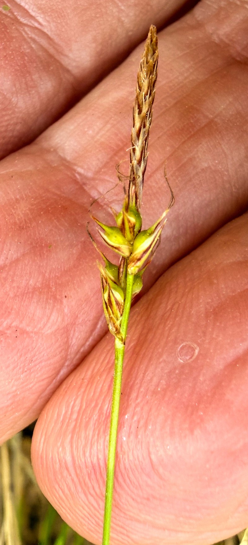 Carex austrolucorum photo 4
