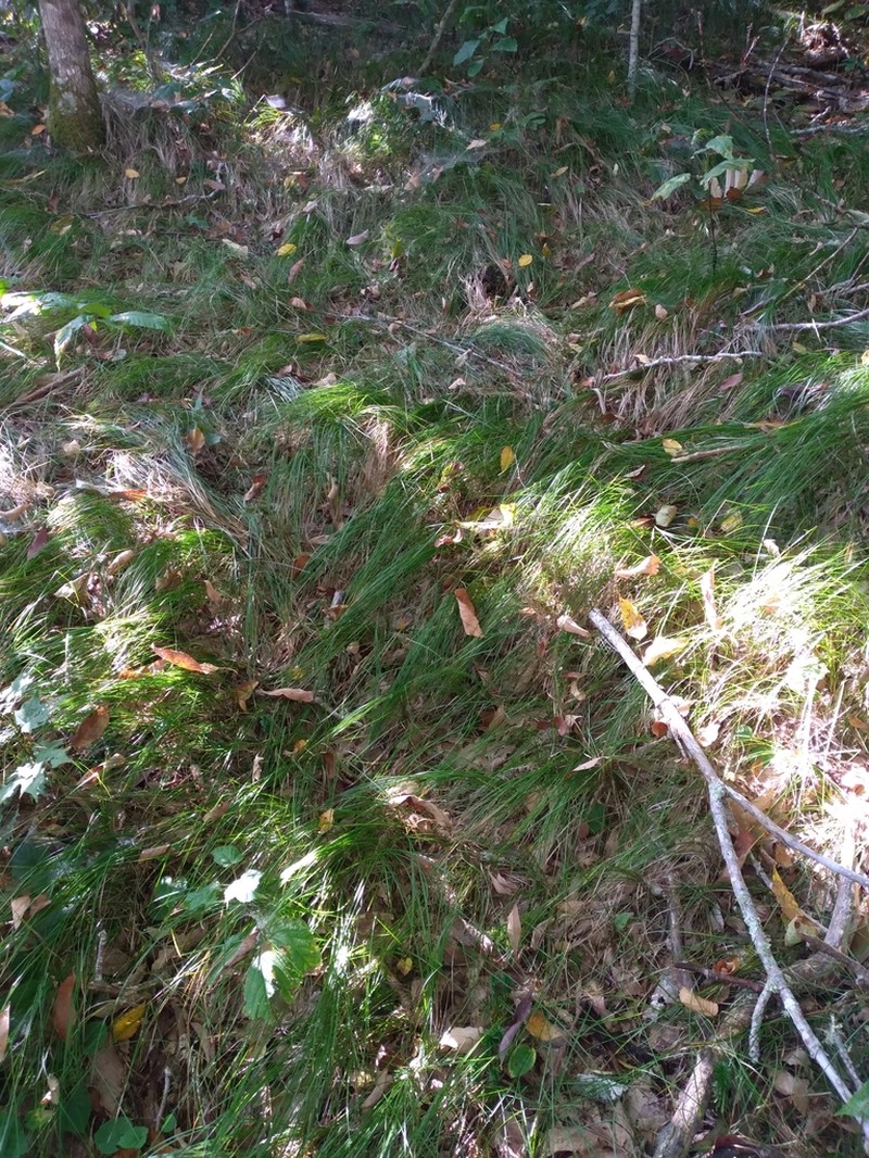 Carex austrolucorum photo 5