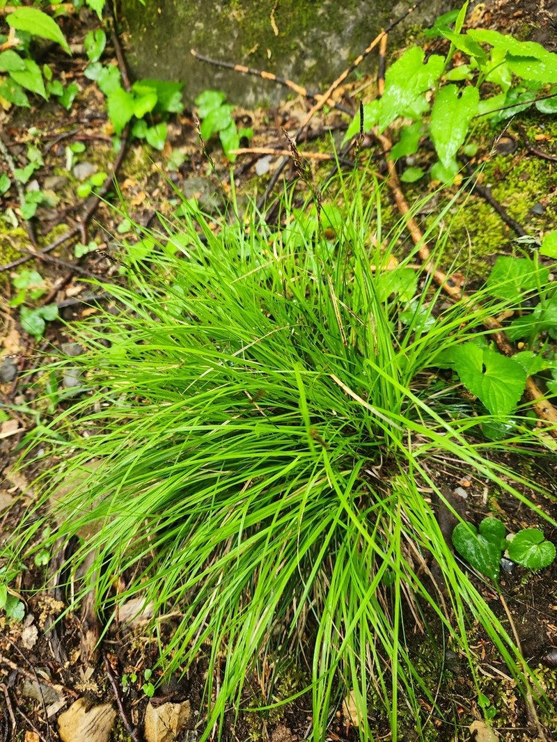 Carex austrolucorum photo 6