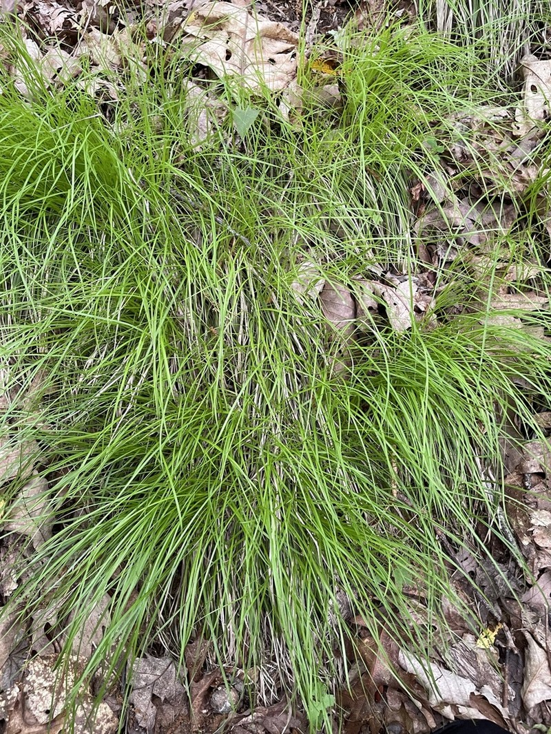 Carex austrolucorum photo 7