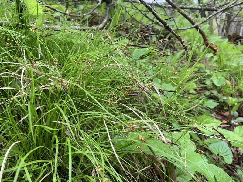 Carex austrolucorum photo 8
