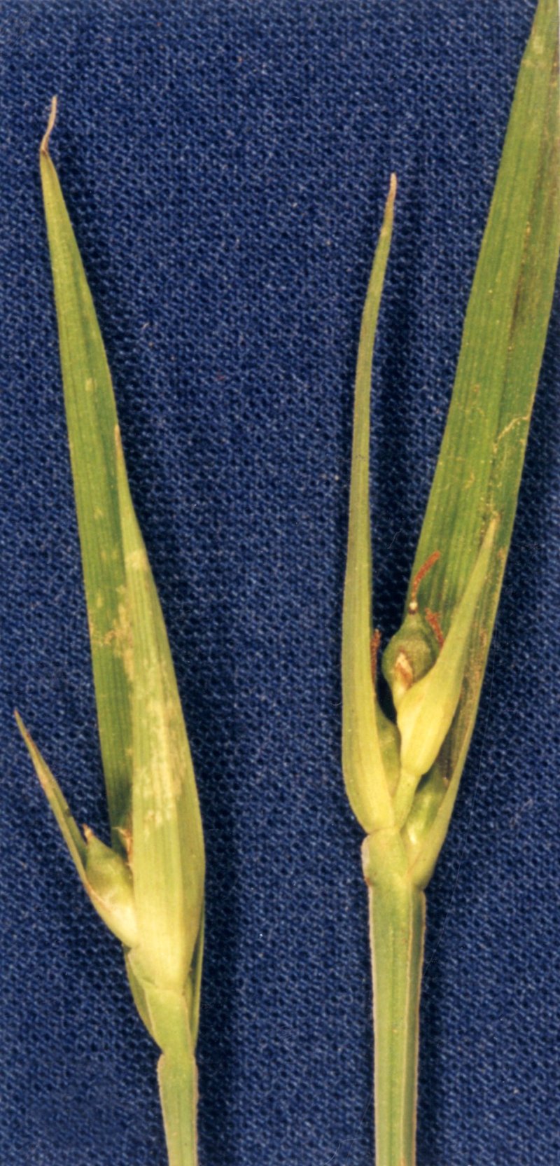Back's Sedge