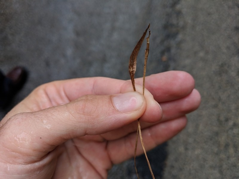 Back's Sedge photo 3