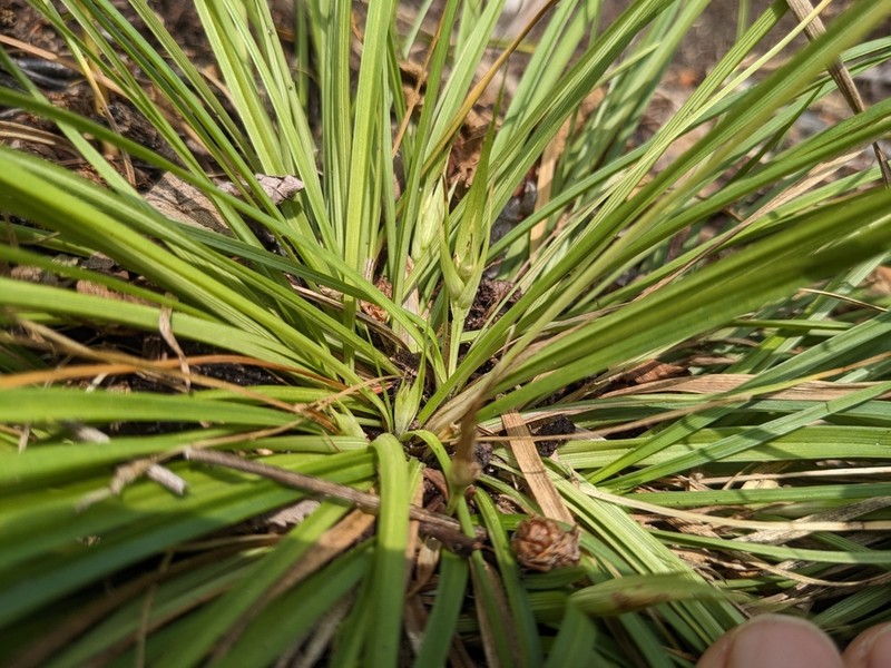Back's Sedge photo 4