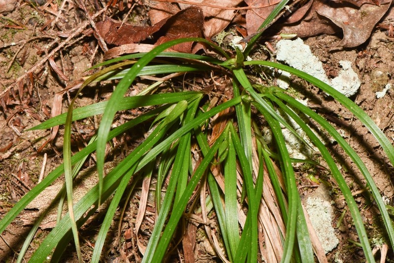 Back's Sedge photo 5