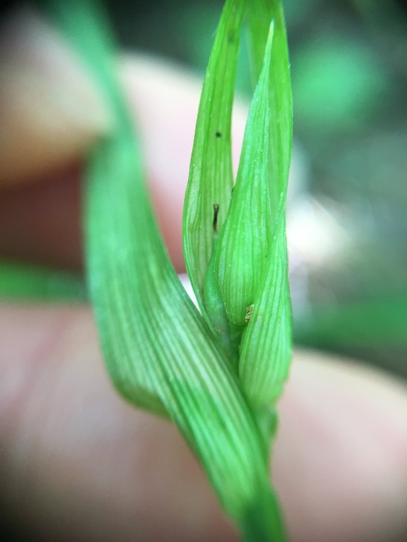 Back's Sedge photo 6