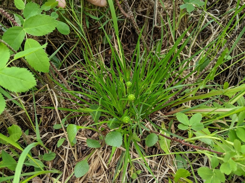 Back's Sedge photo 7