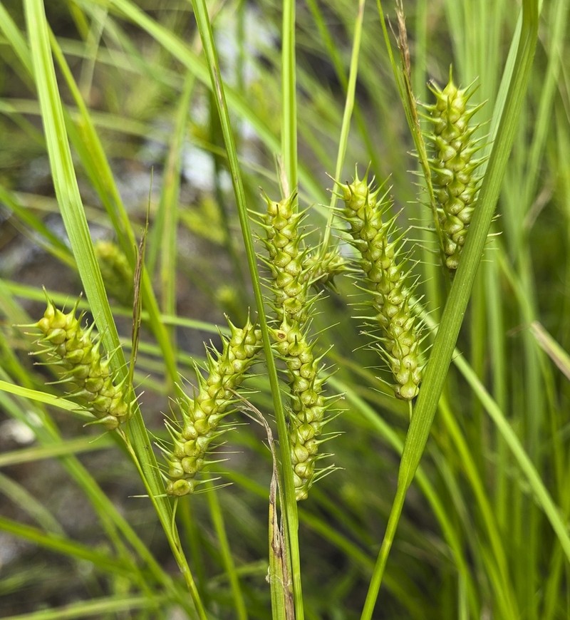Bailey's Sedge photo 3
