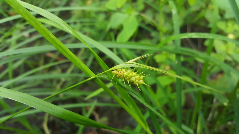 Bailey's Sedge photo 4