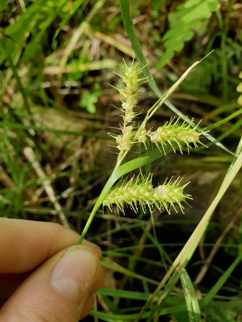 Bailey's Sedge photo 6