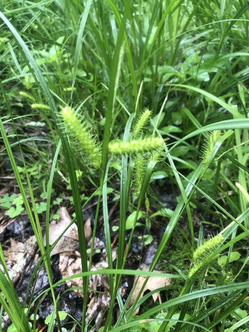 Bailey's Sedge photo 7