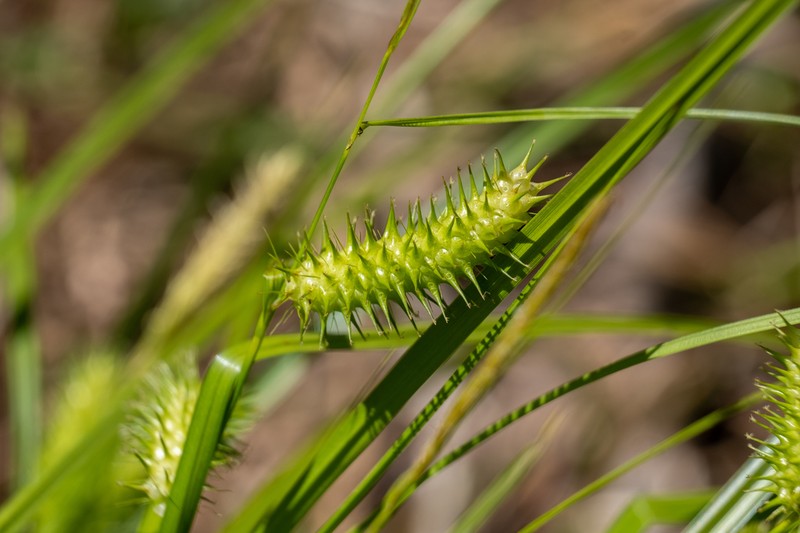 Bailey's Sedge photo 8