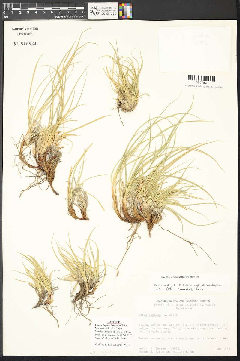 Carex bajacalifornica