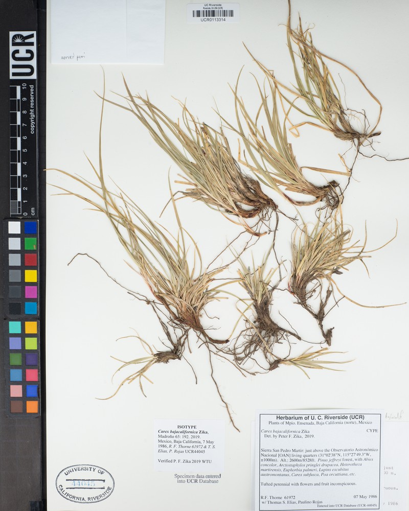 Carex bajacalifornica photo 2